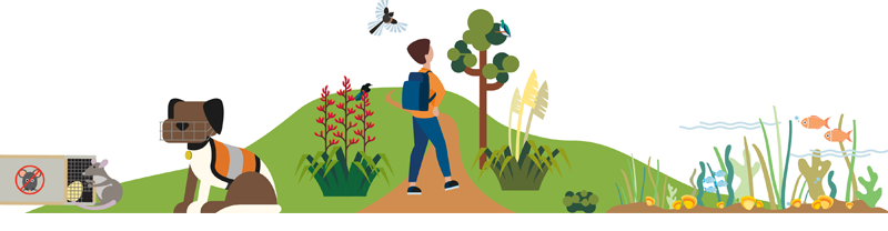 Illustration of a person walking on a nature path surrounded by native plants, birds and trees, with a conservation dog next to a pest trap and a rat, and an underwater scene with fish and aquatic plants.